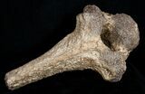 Woolly Rhinoceros Vertebra Bone - Late Pleistocene #3447-3